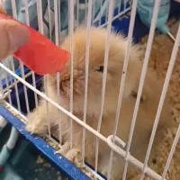 واگذاری خرگوش لوپ هلندی