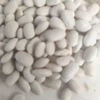 فروش 3تن لوبیا