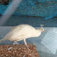 طاووس|پرنده|اسالم, |دیوار