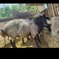 قوچ رمانوف و میش شال وبره سه ماه