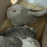 عروس هلندی نر و ماده|پرنده|مشهد, انصار|دیوار