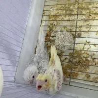 جوجه عروس هلندی سرلاکی|پرنده|گناباد, |دیوار