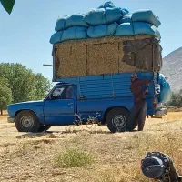 کاه سفید کاه لوبیا نیشکر