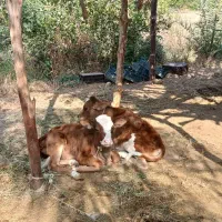 یک گوساله ماده ۲ ماهه در رودان