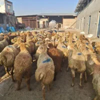فروش گوسفند زنده اسلام شهر شبانه روزی قصاب رایگان|حیوانات مزرعه|اسلامشهر, شهرک سعیدیه|دیوار