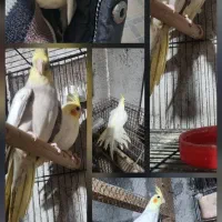 طوطی عروس|پرنده|لنگرود, |دیوار
