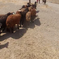 طبیعت دامداری گوسفند مورد پسند شما زنده|حیوانات مزرعه|تهران, کرمان|دیوار