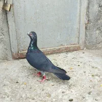 بزک سیاه نر اتیغه