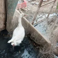 غاز