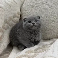 گربه اسکاتیش بلو