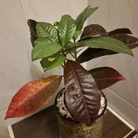 گل طبیعی کروتون