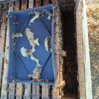 فروش زنبور نژاد کردوان و کارنیکا