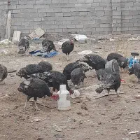 فروش عمده و خورده بوقلمون طبیعی|حیوانات مزرعه|مراغه, |دیوار