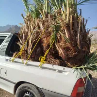 فروش انواع پاجوش نخل درجه 1قیروکارزین|خدمات باغبانی و درختکاری|قیروکارزین, |دیوار