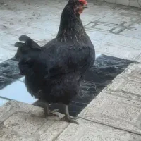 مرغ تخم گذار