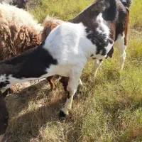 بزشیک افغانیاصل|حیوانات مزرعه|خرمشهر, |دیوار