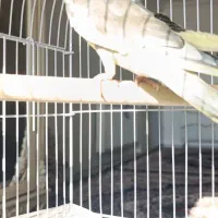 عروس هلندی سخنگو|پرنده|بومهن, |دیوار