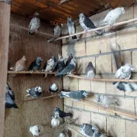 کبوتر پرشی همه خالی|پرنده|قم, سرحوض|دیوار