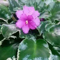 بنفشه افریقای