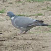 کبوتر جنگلی