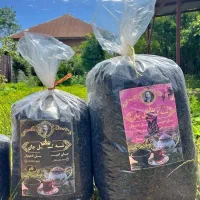 چای بهاره باغات لاهیجان و املش