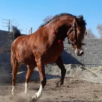 مادیان ۵ نشون،۴ قلم سفید،پیشانی سفید،سر و دم گیر