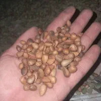 خرید و فروش بادام کوهی