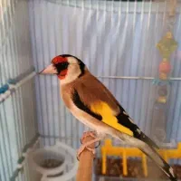 سهره های نر پا جفت و بخون ،