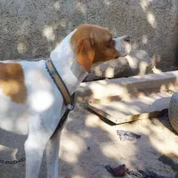 فروش توله سگ انگلیس ماده