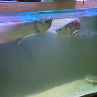 آروانا سیلور ۵۰سانتی