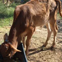 گوساله نر دورگ|حیوانات مزرعه|میناب, |دیوار