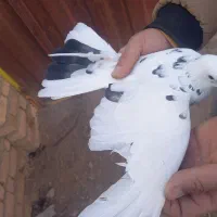 کبوتر خالی لایلی