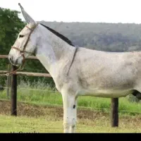 الاغ ۲ساله جوان گله ای