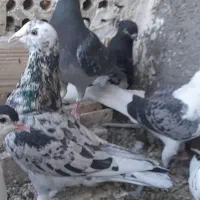 کبوتر معاوضه