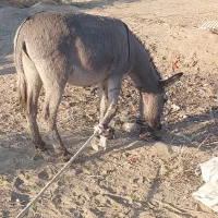 الاغ عشایری|حیوانات مزرعه|جیرفت, |دیوار