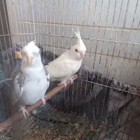 عروس هلندی آلبینو  جفت نرماده