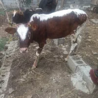 گاو و گوساله و دو عدد گوساله دیگر