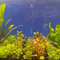 بار جدید گیاه گلدانی آکواریوم رسید