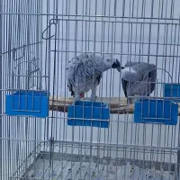 کاسکو جفت مولد واقعی