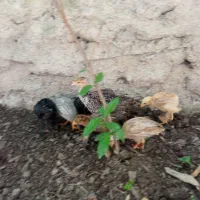جوجه بوقلمون شاخ دار برهما ریشو پاپر مینیاتوری