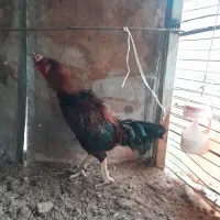 خروس لاری افغانی اصیل|حیوانات مزرعه|قائم‌شهر, |دیوار