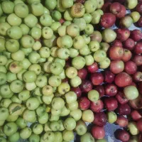 سیب زیر درختی و رو درختی
