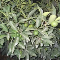 انواع نهال مرکبات|خدمات باغبانی و درختکاری|قائمشهر, |دیوار