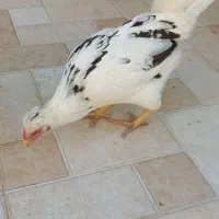 تعدادی مرغ خروس گلین|حیوانات مزرعه|سرپل ذهاب, |دیوار