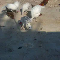 بوقلمون|حیوانات مزرعه|بهبهان, |دیوار