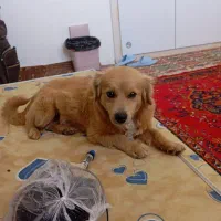 سگ پامر روباهی|سگ|گلبهار, شهر جدید گلبهار|دیوار