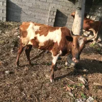 ورزا کوله
