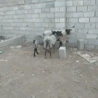 گوسفند. رومانف