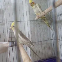 عروس هلندی جفت همراه ۳ جوجه