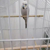 مرغ عشق انگلیسی نر|پرنده|آمل, |دیوار